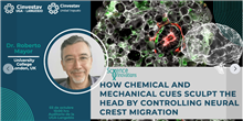 How chemical and mechanical cues sculpt the head by controlling neural crest migration