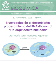 Nueva relación al descubierto: procesamiento del RNA ribosomal y la arquitectura nucleolar