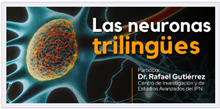 Las neuronas trilingües