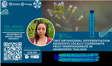 Two Orthogonal Differentiation Gradients Locally Coordinate Fruit Morphogenesis in Arabidopsis Thaliana