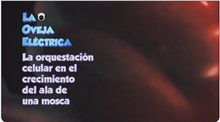 Conversatorio La orquestación celular en el crecimiento del ala de una mosca