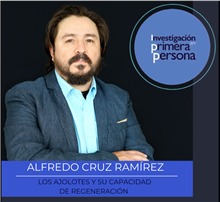 Los ajolotes y su capacidad de regeneración