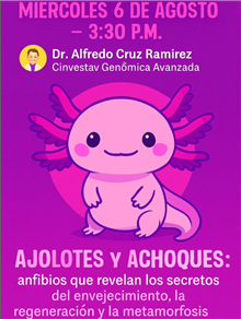Plática Ajolotes y Achoques: anfibios que revelan los secretos del envejecimiento, la regeneración y la metamorfosis